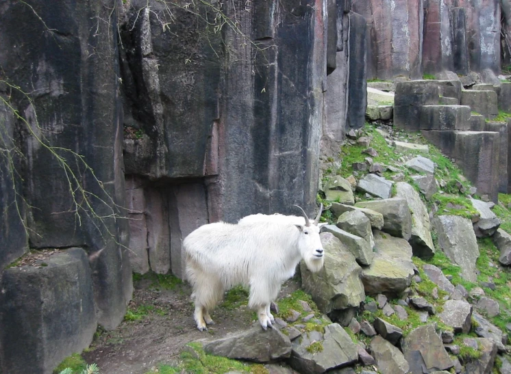 a goat stands next to an exposed rocky wall