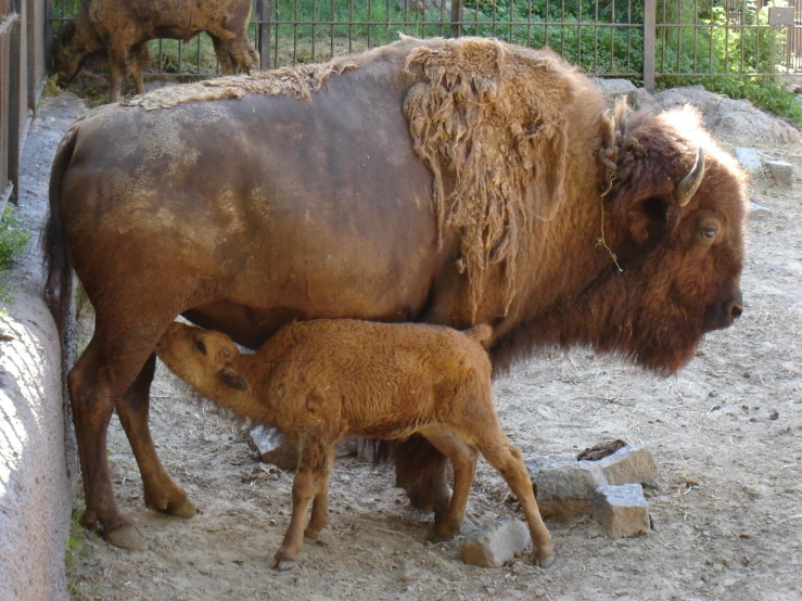 a bison is standing next to a baby buffalo