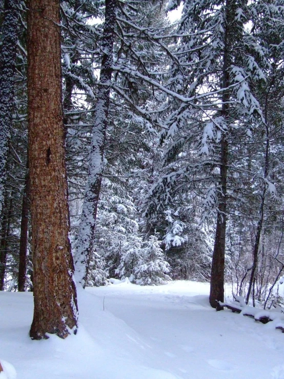 an image of a snow covered woods during the day