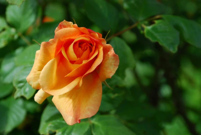 a orange rose with green leaves in the background