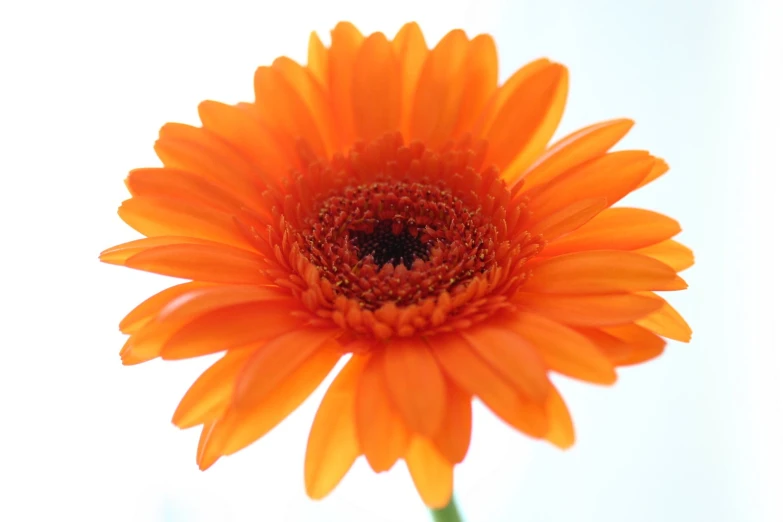 an orange flower is in a vase with water