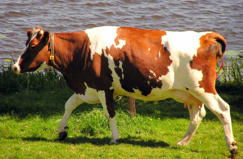 the large cow is walking in the grass by the water