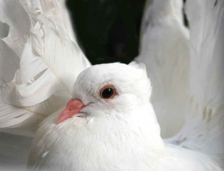 a white bird with its wings spread in front of it