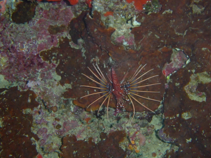 an animal is in a coral reef on some dirt