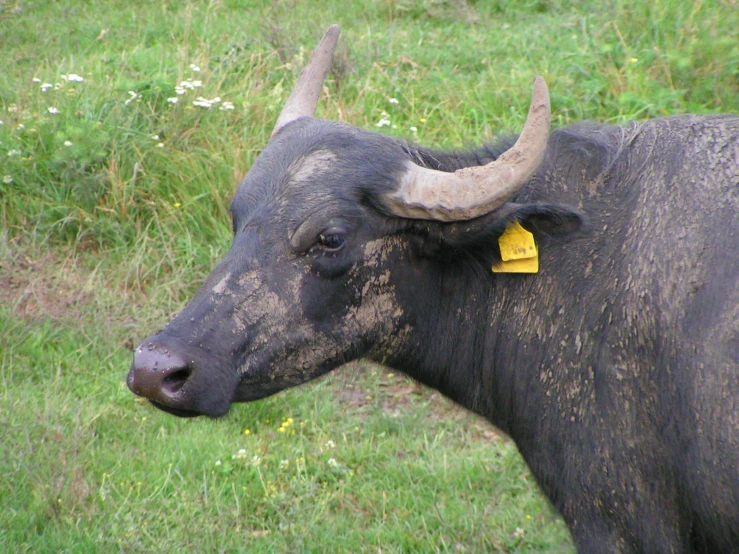 an angry looking, black bull with very big horns