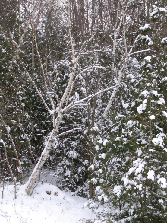 snowy trees on the side of a snow covered road