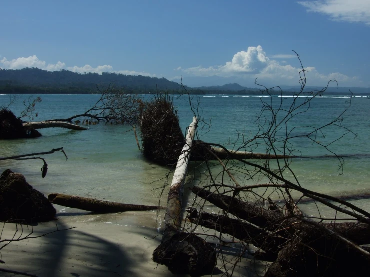 an old tree laying on the beach with a sky in the background