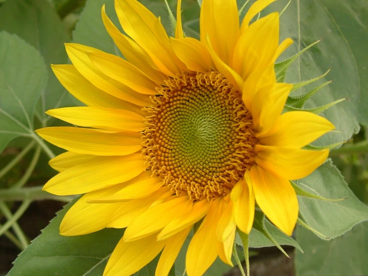 sunflowers are in full bloom and they bloom very quickly