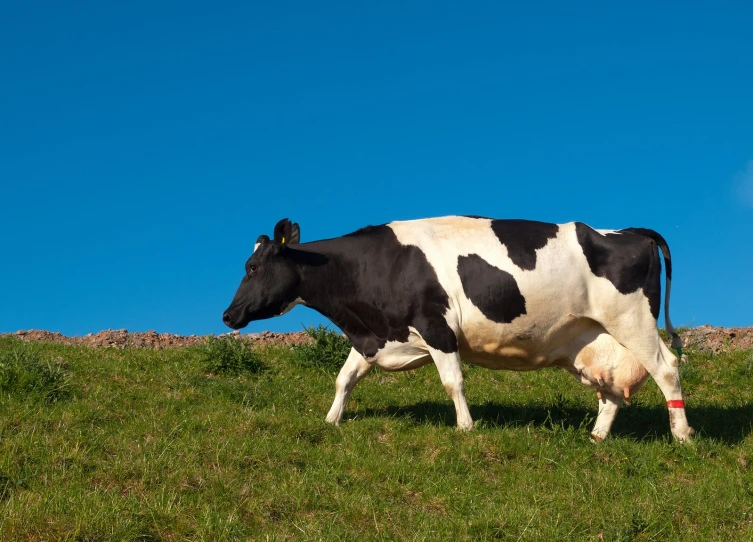 a large black and white cow walking on top of a lush green hillside