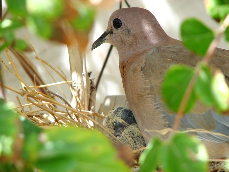 the bird is perched on a nest outside