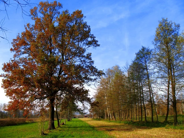 a road in the middle of a wooded area