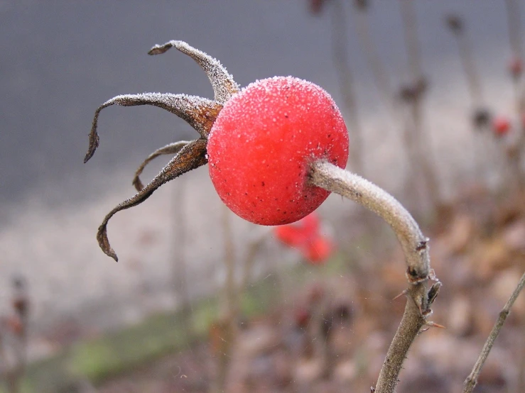 closeup image of a stem with an apple in the middle