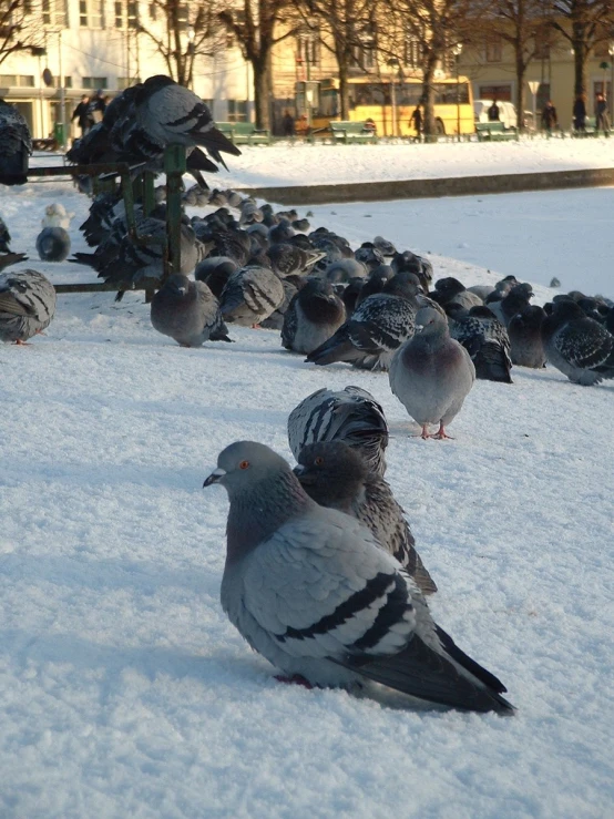 a group of pigeons are resting in the snow