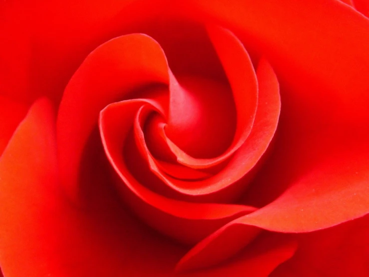 close up of red rose petals with a soft focus on the petals