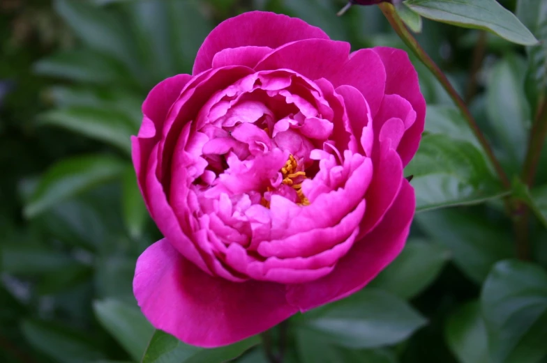 a single purple flower blooming next to green leaves