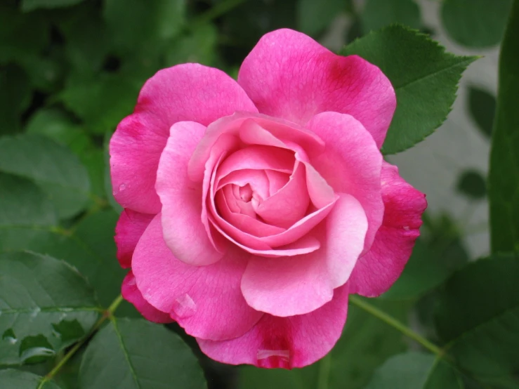 a pink rose with green leaves in the background