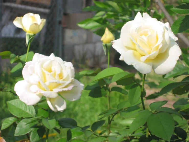 some white and yellow flowers next to green leaves