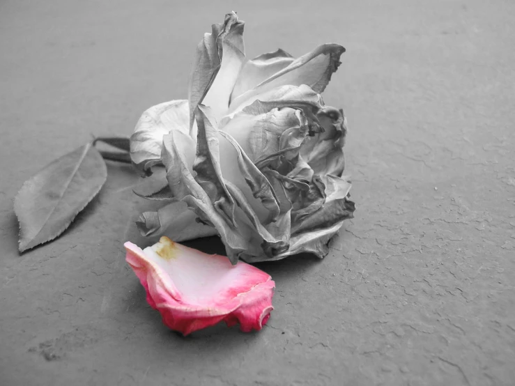 a very pretty pink rose laying on a sidewalk