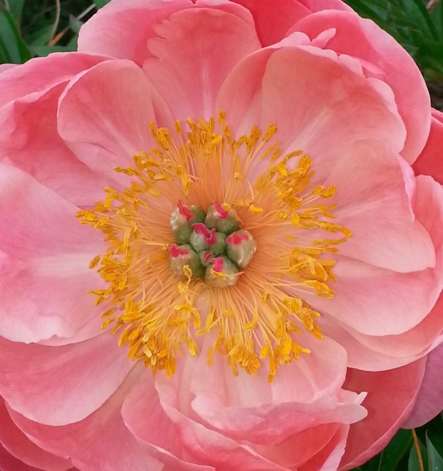 a large flower with green leaves and pink flowers