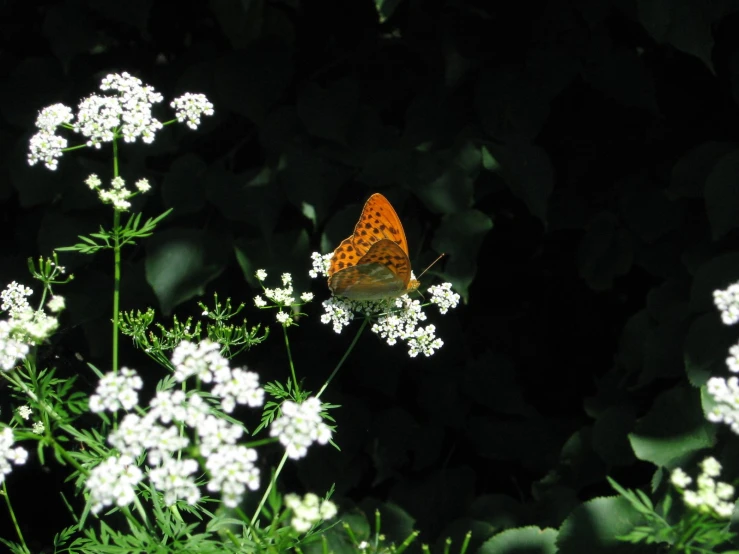 a erfly on a white flower in the sun