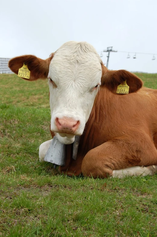 a brown and white cow is laying down in the grass