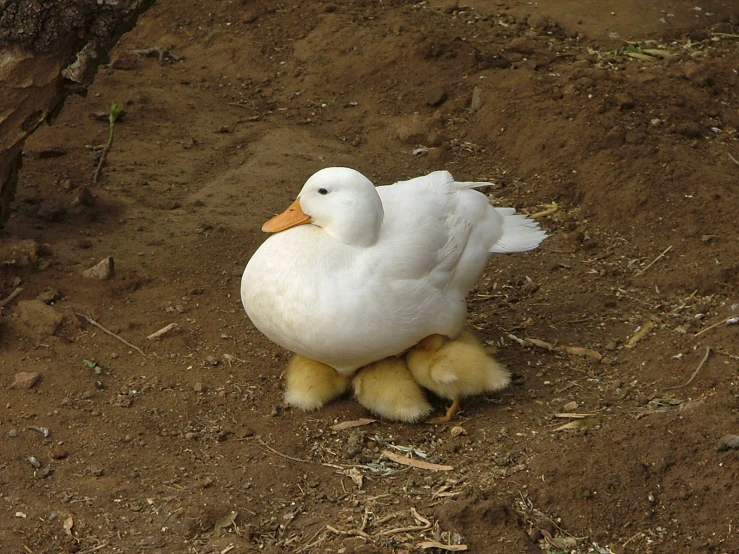 a large white bird standing on a dirt patch