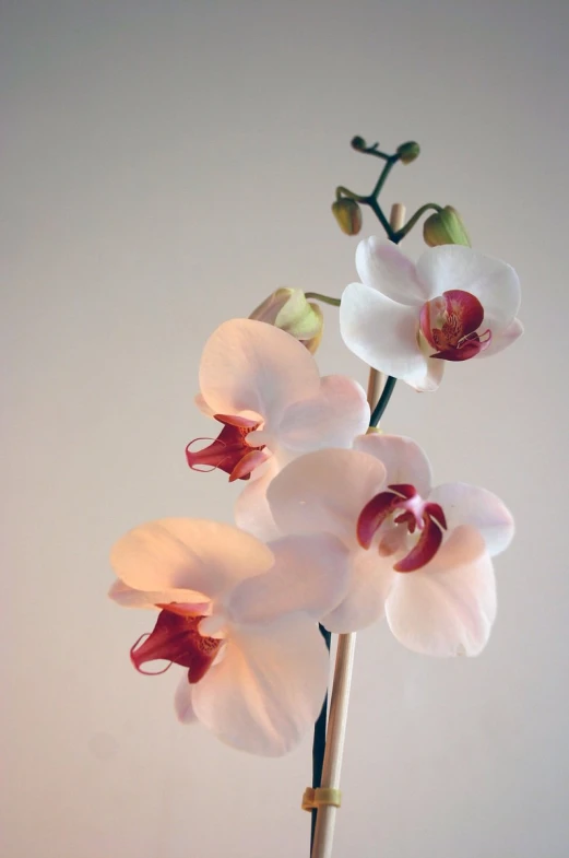 a white flower on a stalk in a glass vase