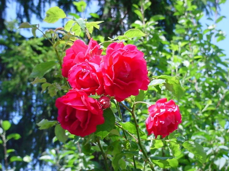 red roses growing out of green leaves and flowers