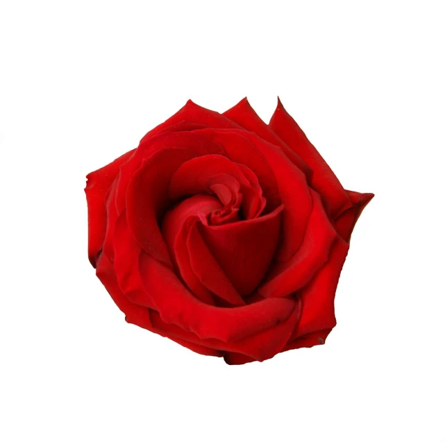 a single red rose is shown with one leaf out