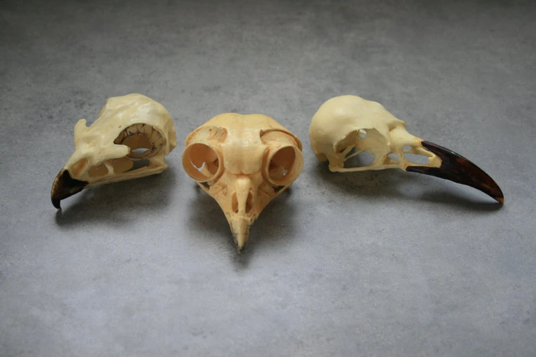 three models of a bird's bones including an owl's skull