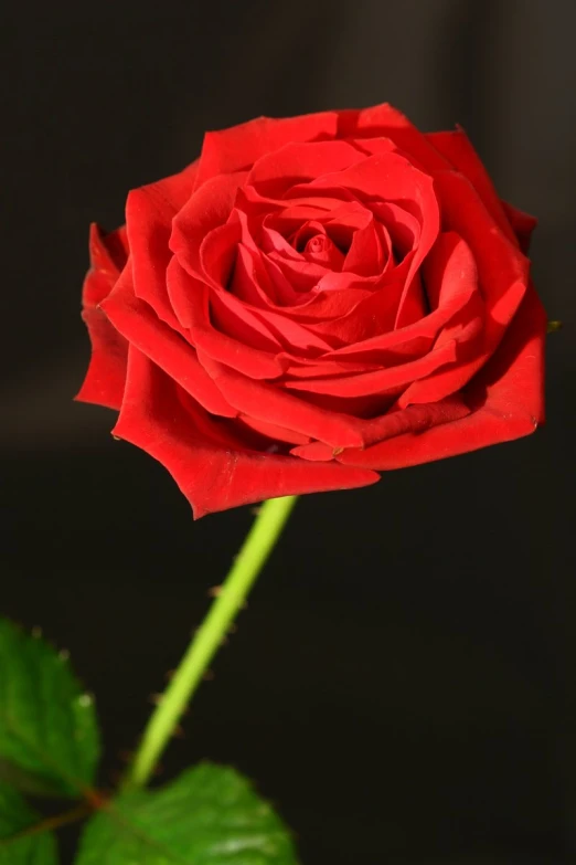 a large red rose with green leaves on it