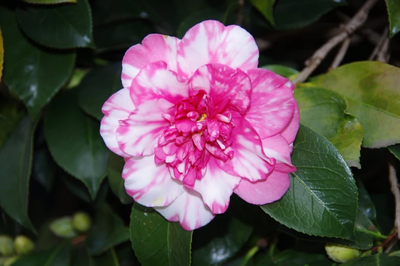 a large white and pink flower in front of some green leaves