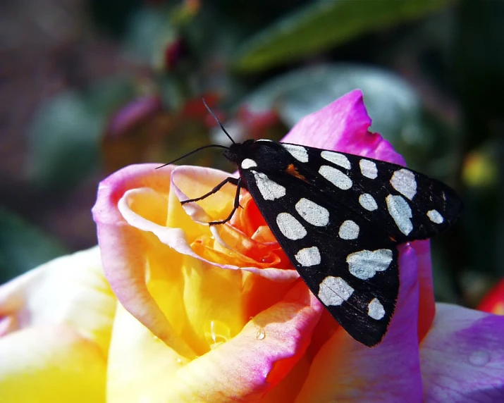 a black erfly sitting on top of a flower