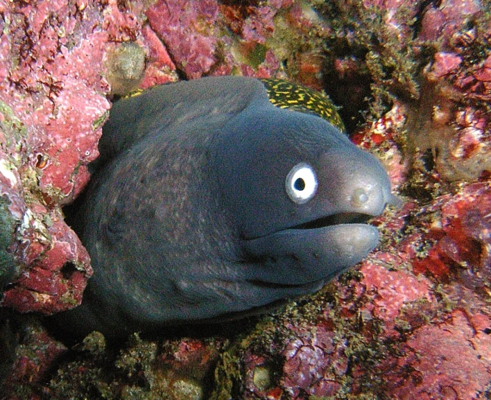 black fish with a yellow stripe and one eye staring straight into the camera