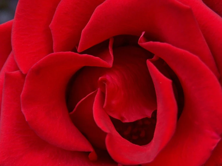 the inside of a red rose flower with a leaf