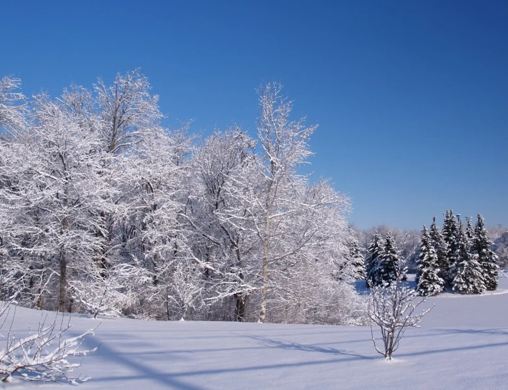 the trees are covered in snow in a snowy forest