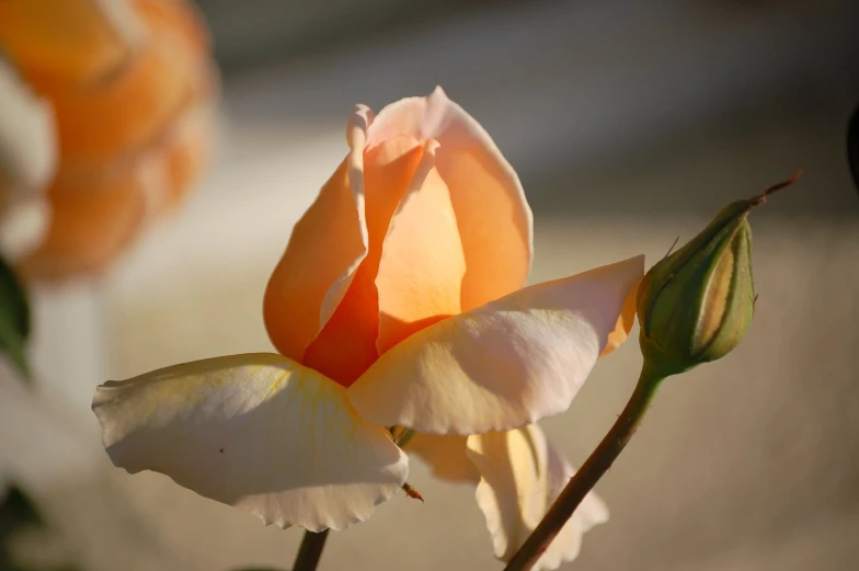 a single white and orange rose with green stems