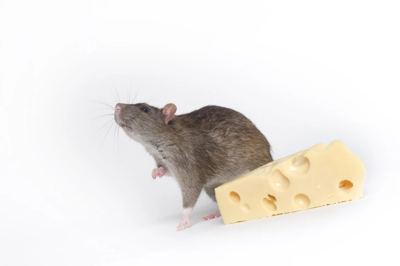a mouse is shown with cheese in its paws