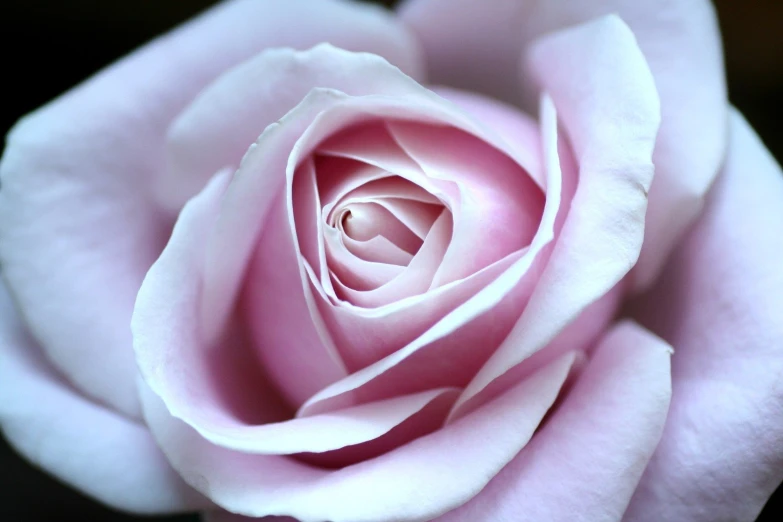 a close up view of a pink rose