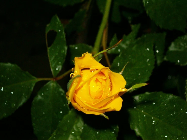 the yellow rose is sitting alone in the garden