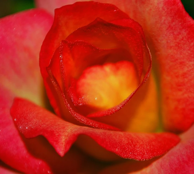 a red rose that is close up with dew on it