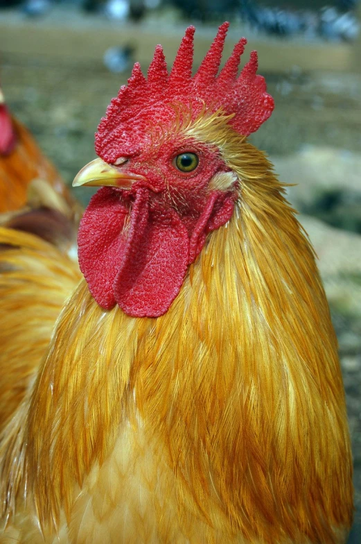 a close up of a rooster's face and neck