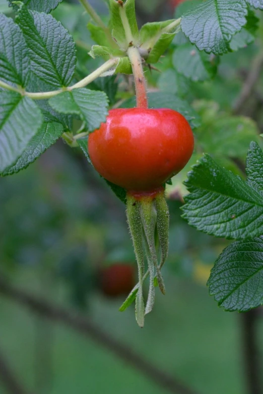 the fruit is growing on the nch outside