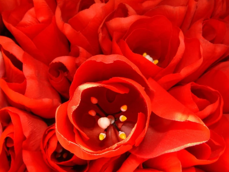 the petals of red flowers are opened and covered with white candies