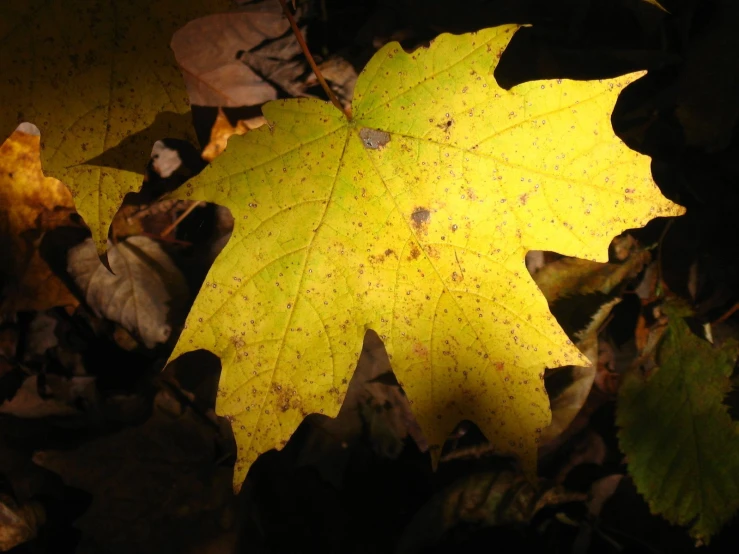 a single yellow leaf laying on the ground