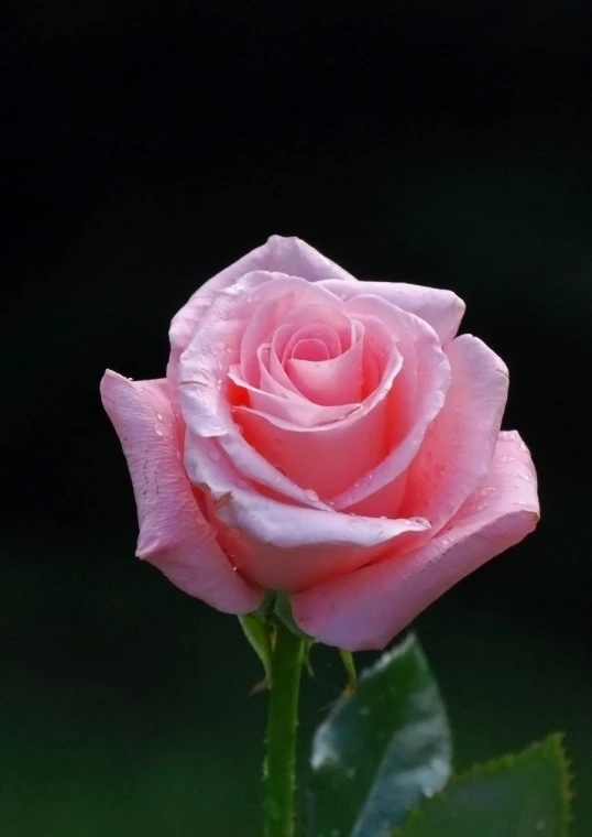 a single pink rose blossom with drops of dew