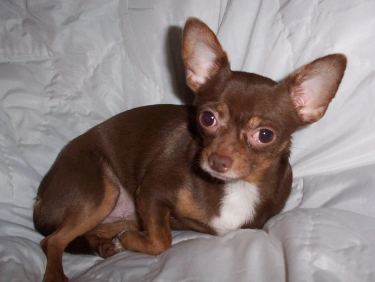 a brown chihuahua is sitting on white sheets