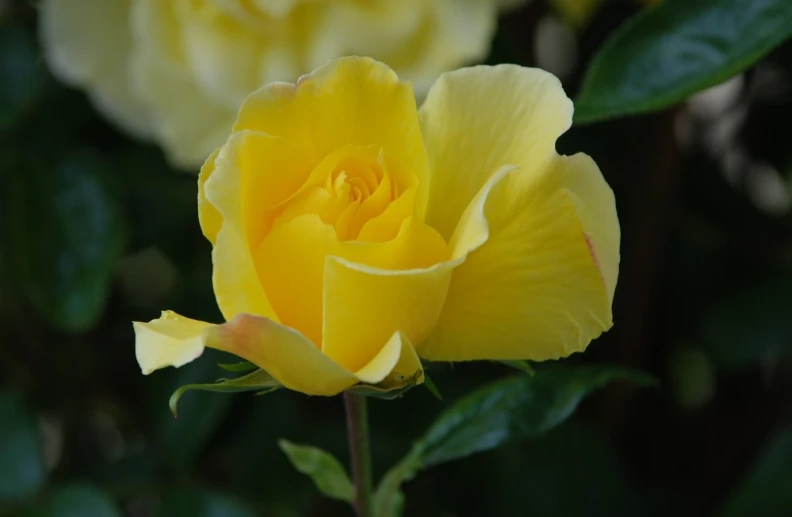 a yellow rose blooming in front of some green leaves