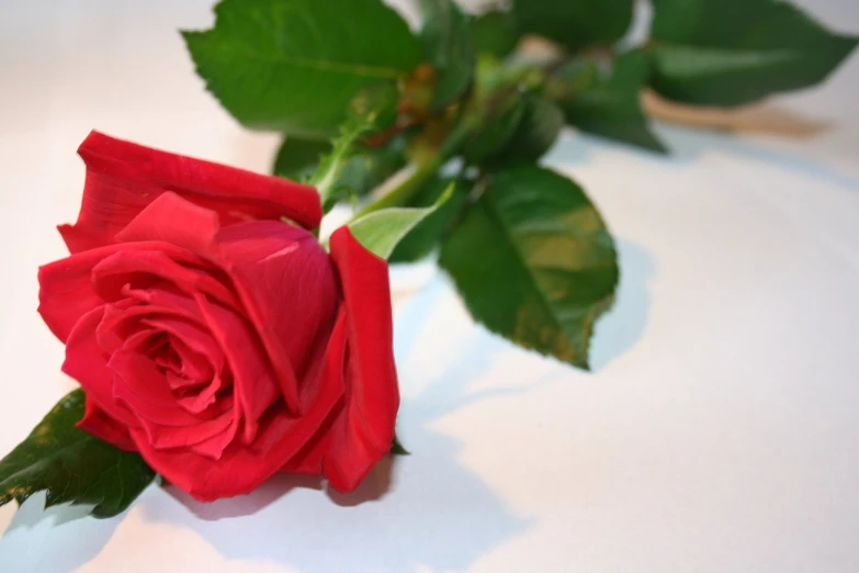 a red rose is on the table with a green stem