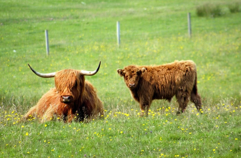 there are two hairy buffalo sitting in the grass